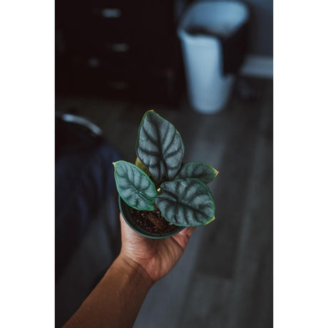 A Complete Guide to Caring for Exotic Houseplants in Brisbane