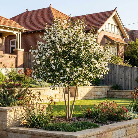 Evergreen vs Deciduous Trees in Australia - Which Is Right for Your Garden?