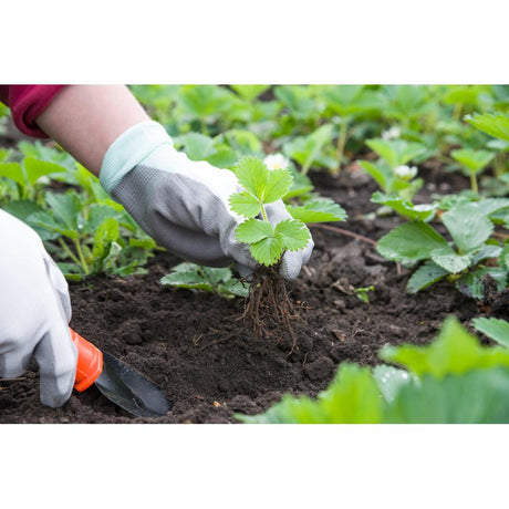 Top Gardening Tips for a Lush Backyard