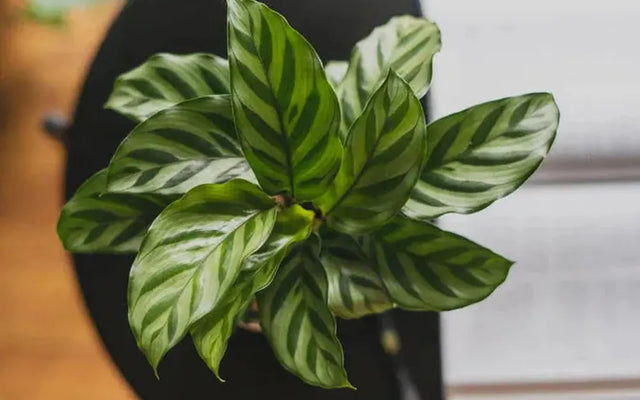 10 Best Pet Friendly Plants for Your Home