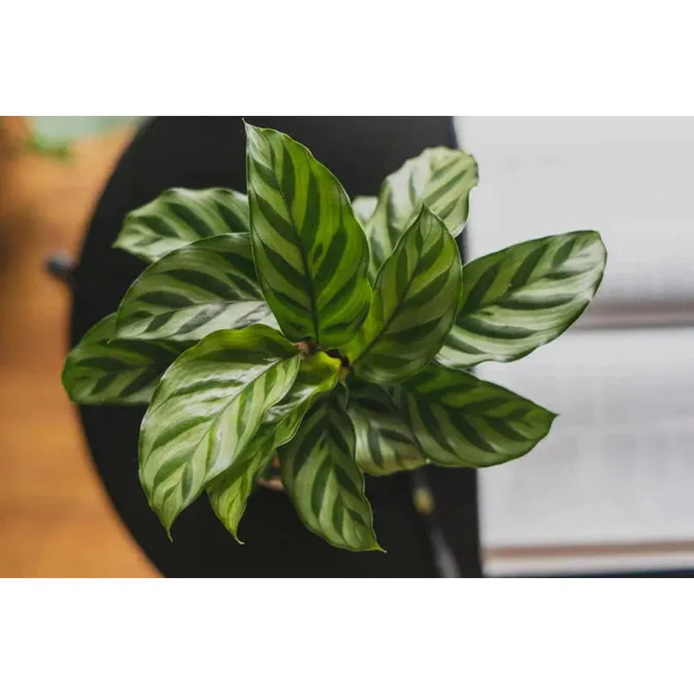 10 Best Pet Friendly Plants for Your Home