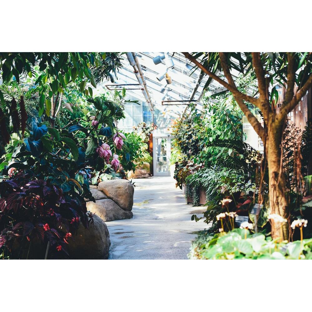 From Tiny Seeds to Lush Gardens: A Comprehensive Guide to Plant Propagation at Brisbane Plant Nursery