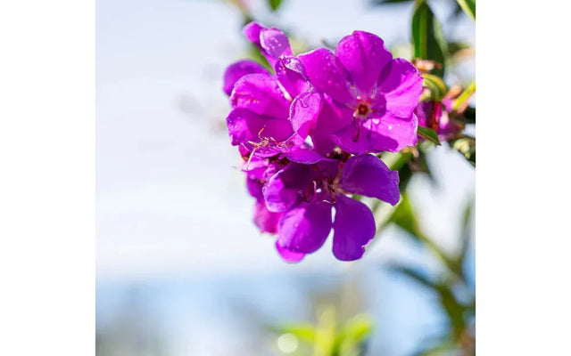 Alstonville Tibouchina: Autumn Purple and How to Get It