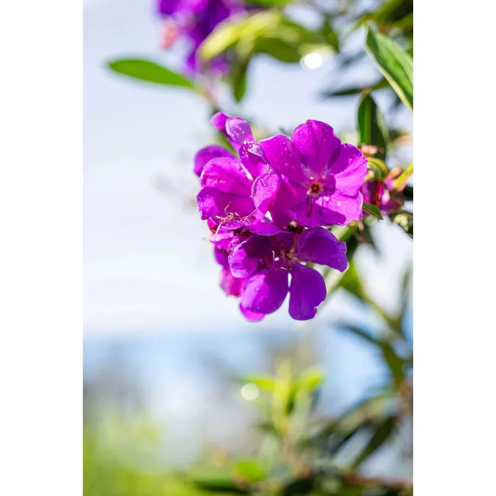 The Secrets to Growing Australia’s Purple Gem: Alstonville Tibouchina