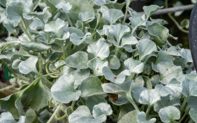 Silver Falls Dichondra: Care, Colour and Common Mistakes