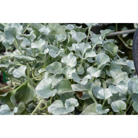 Silver Falls Dichondra Care Guide: Tips