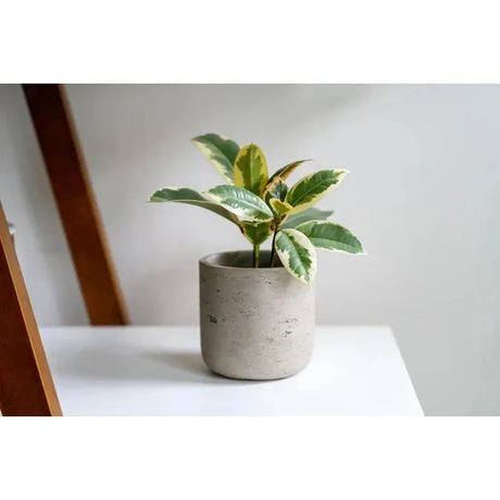 Plant Pots, A Guide.