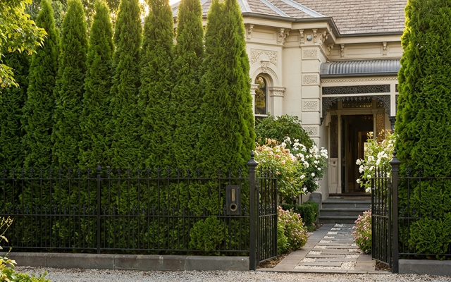 Best Fast-Growing Screening Trees for Privacy