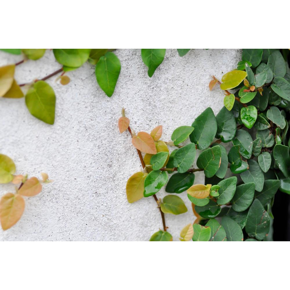 Discover the Beauty of Climbing Fig: A Horticultural Highlight