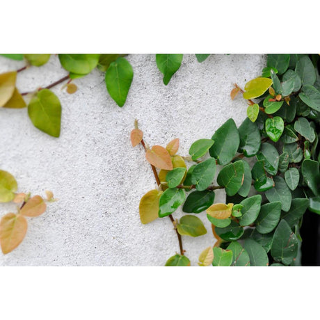 Discover the Beauty of Climbing Fig: A Horticultural Highlight