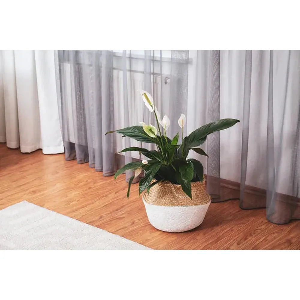 Care Tips for Low Light Plants