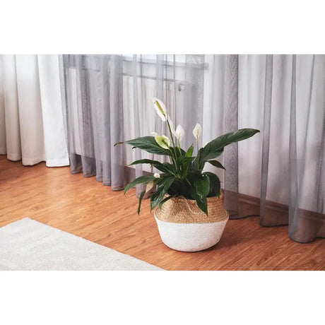 Care Tips for Low Light Plants