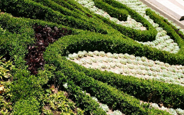 The Perfect Edging Plants: Landscape Your Perfect Garden