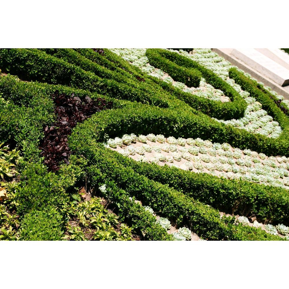 The Perfect Edging Plants: Landscape Your Perfect Garden