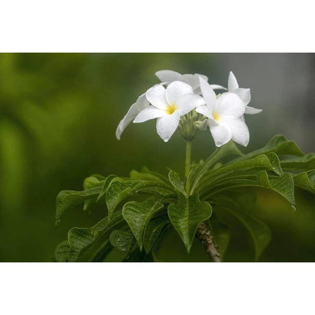 7 Benefits of Purchasing Plants Online [Infographic]