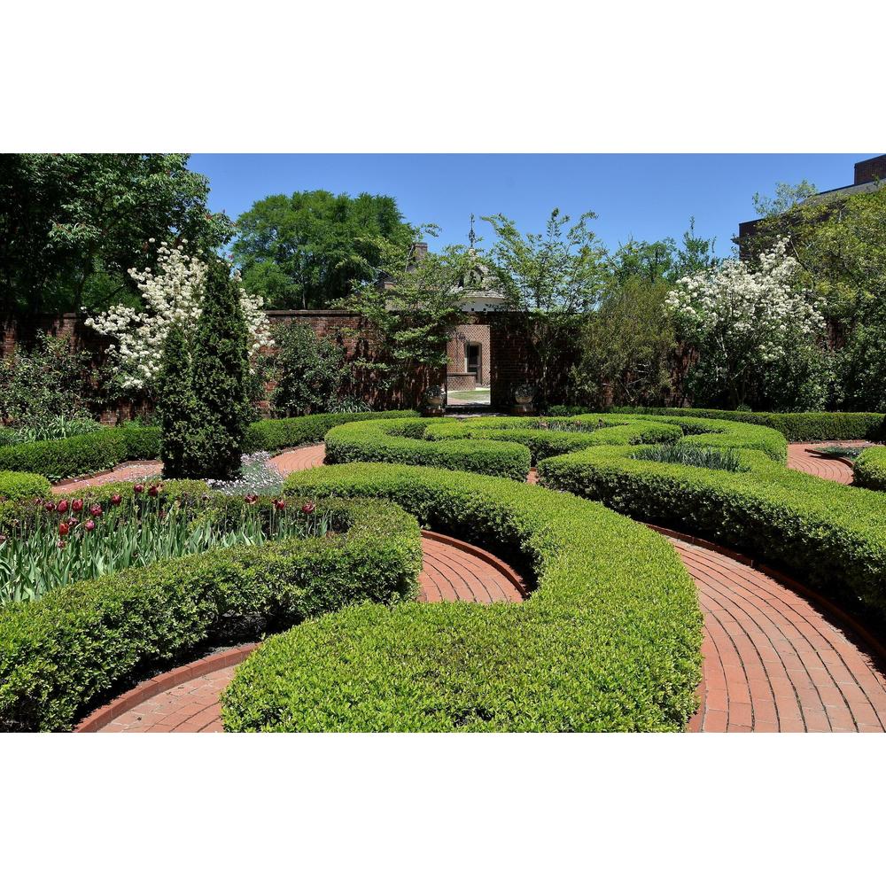 How to Choose the Right Hedge for Privacy and Style