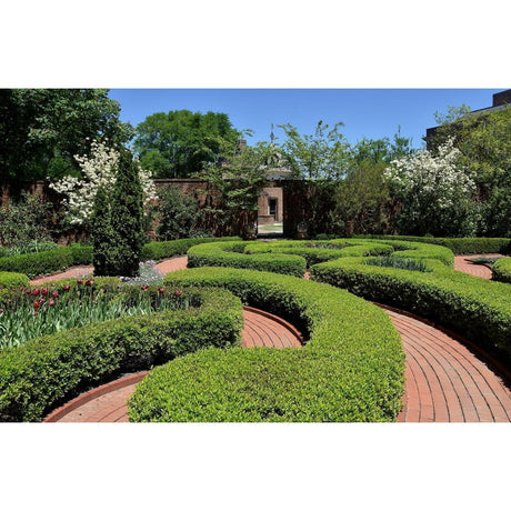 How to Choose the Right Hedge for Privacy and Style