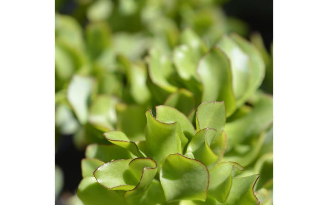 Ripple Jade Care Guide: Crassula arborescens undulatifolia in Australia