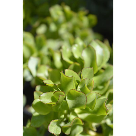 Ripple Jade Plant: Unlock Elegance in Your Space