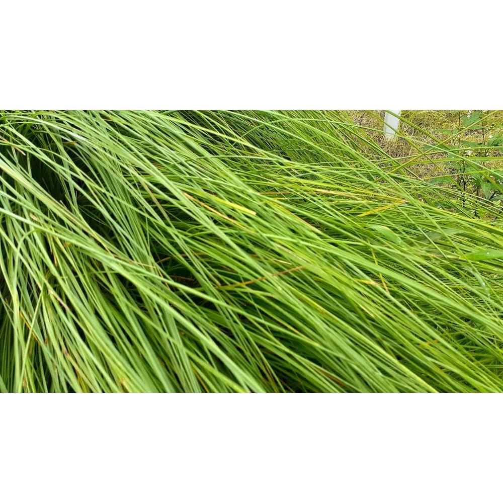 Lomandra Longifolia Care: A Comprehensive Guide