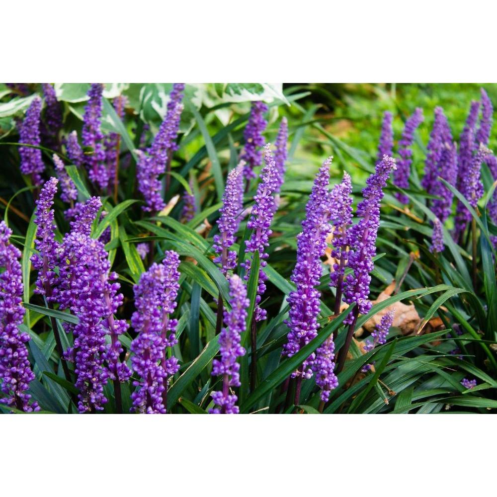 Liriope Muscari: Adding a Splash of Purple to Your Landscape