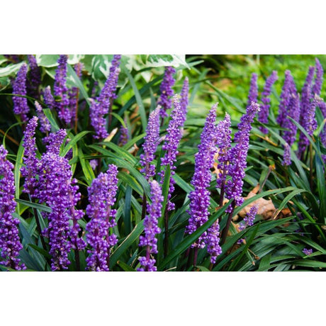 Liriope Muscari: Adding a Splash of Purple to Your Landscape