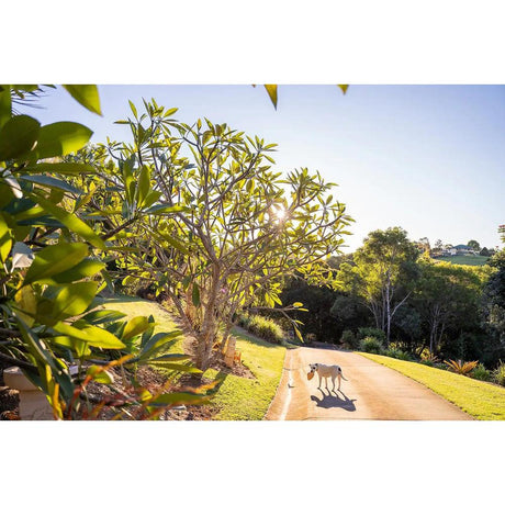 The best feature tree for low and high sun spots