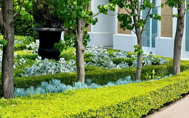Low-Maintenance Garden Ideas for Australian Gardens