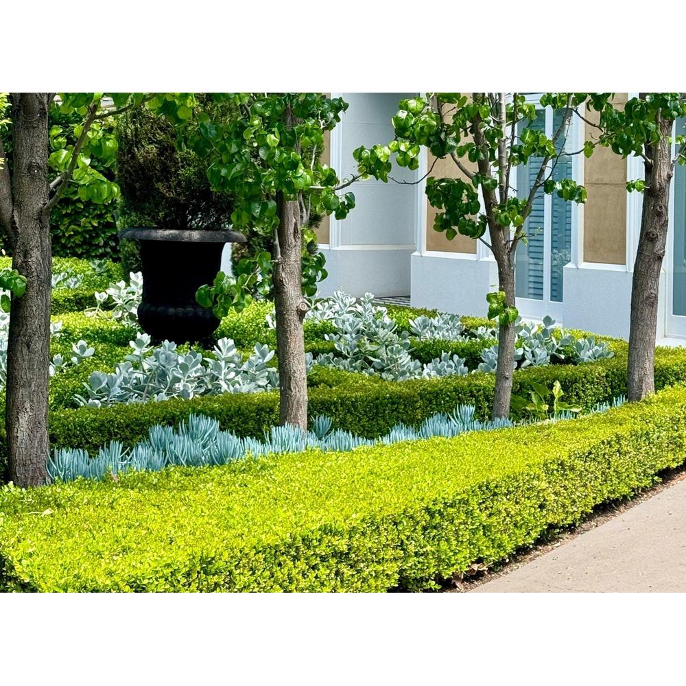 Low-Maintenance Garden