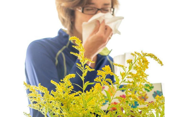 Low Allergy Plants for Australian Gardens