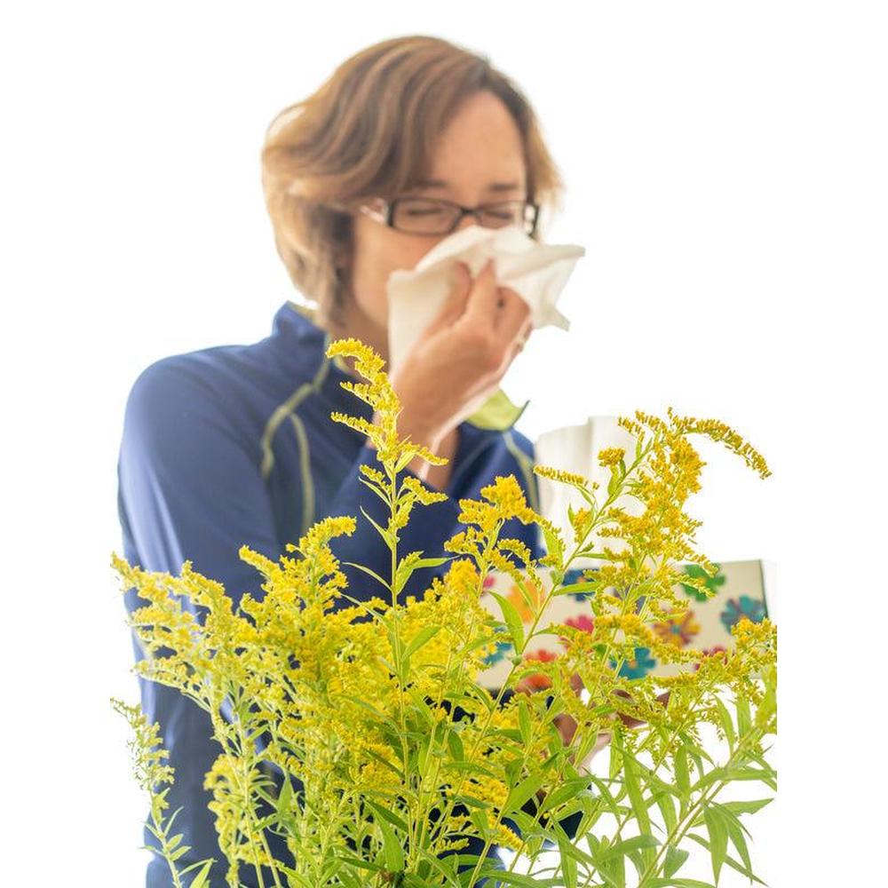 Low Allergy Plants for Australian Gardens