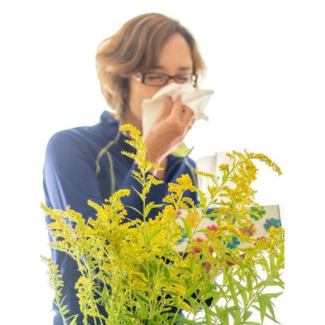 Low Allergy Plants for Australian Gardens