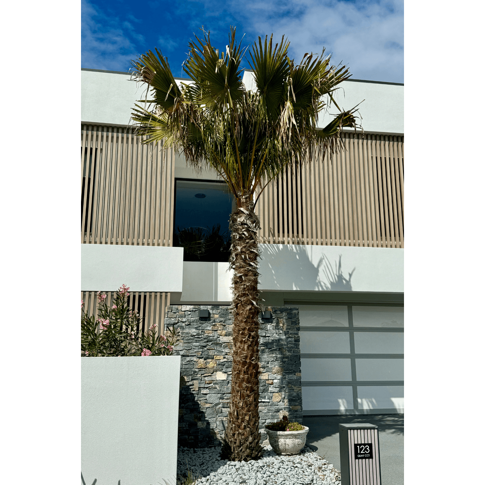 Enhance Your Garden: Feature Palm Tree Options
