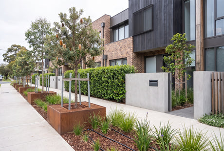 Advanced native street trees and a lilly pilly hedge newly planted along the frontage of a townhouse development