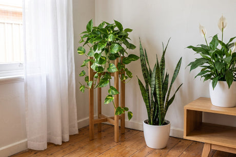 Devil's ivy, snake plant and peace lily in a bright Australian living room with timber floors