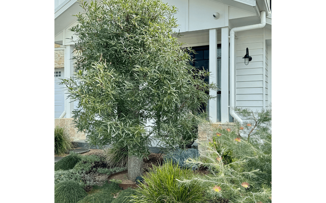 Replacing Your Lawn with Native Plants