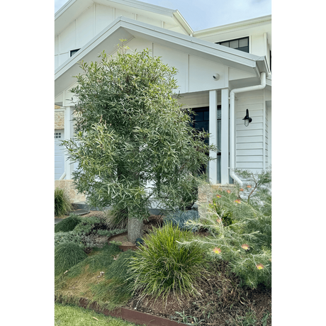 Transform Your Lawn with Native Plants