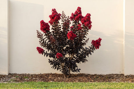 Diamonds in the Dark crepe myrtle with near black leaves and crimson red flowers against a pale wall