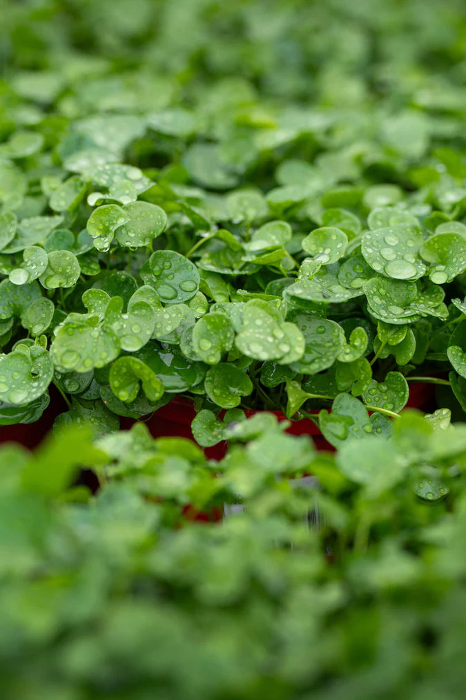 Top Plants for Ground Cover: A Guide to Greenery