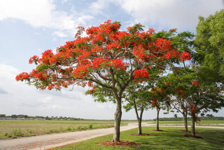 Delonix Regia: Discovering the Iconic Australian Flame Tree