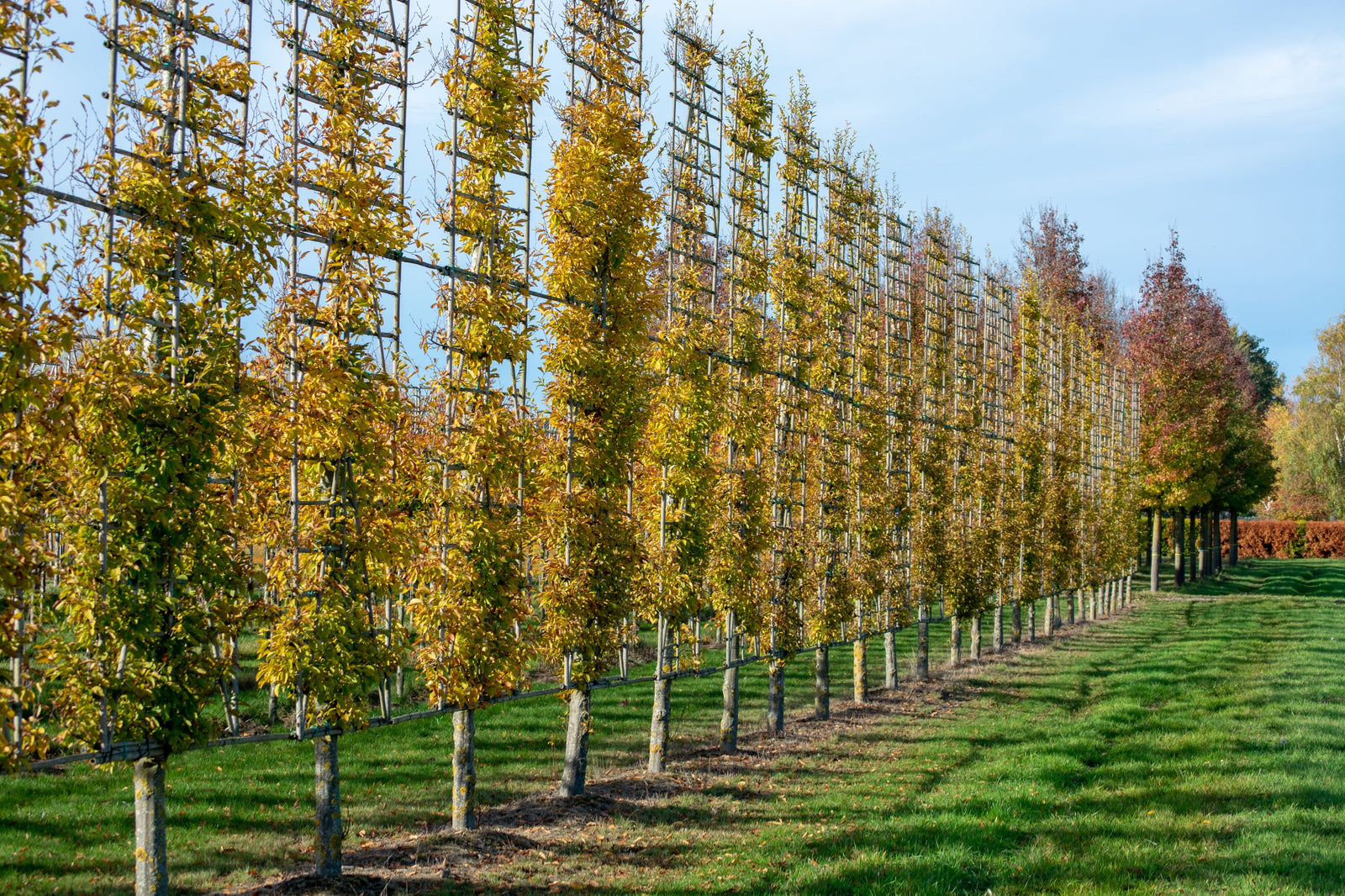 Espaliered Trees: Enhance Aesthetic and Maximise Space