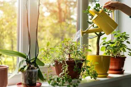 Why You Need Plants in Your Home: Transform Your Space Naturally