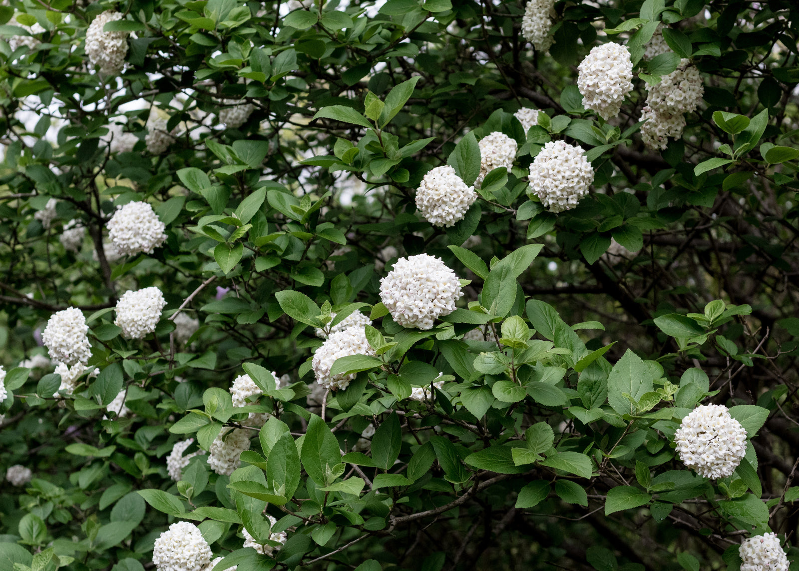 White Hydrangeas: A Perfect Addition to Your Garden