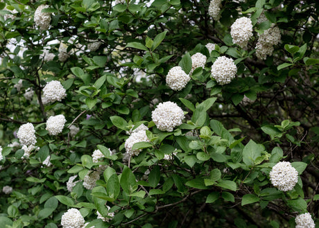 White Hydrangeas: A Perfect Addition to Your Garden