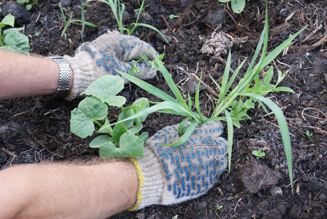 How to Avoid Weeds in Your Garden: Top Tips