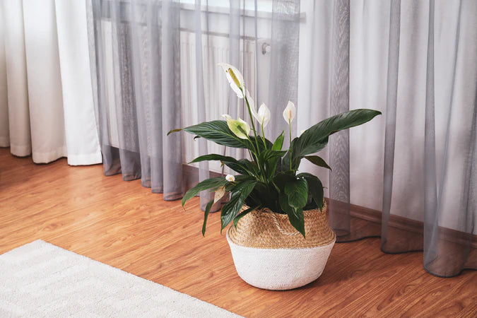 Care Tips for Low Light Plants