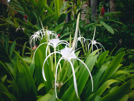 Beach Spider Lily: A Guide to Growth