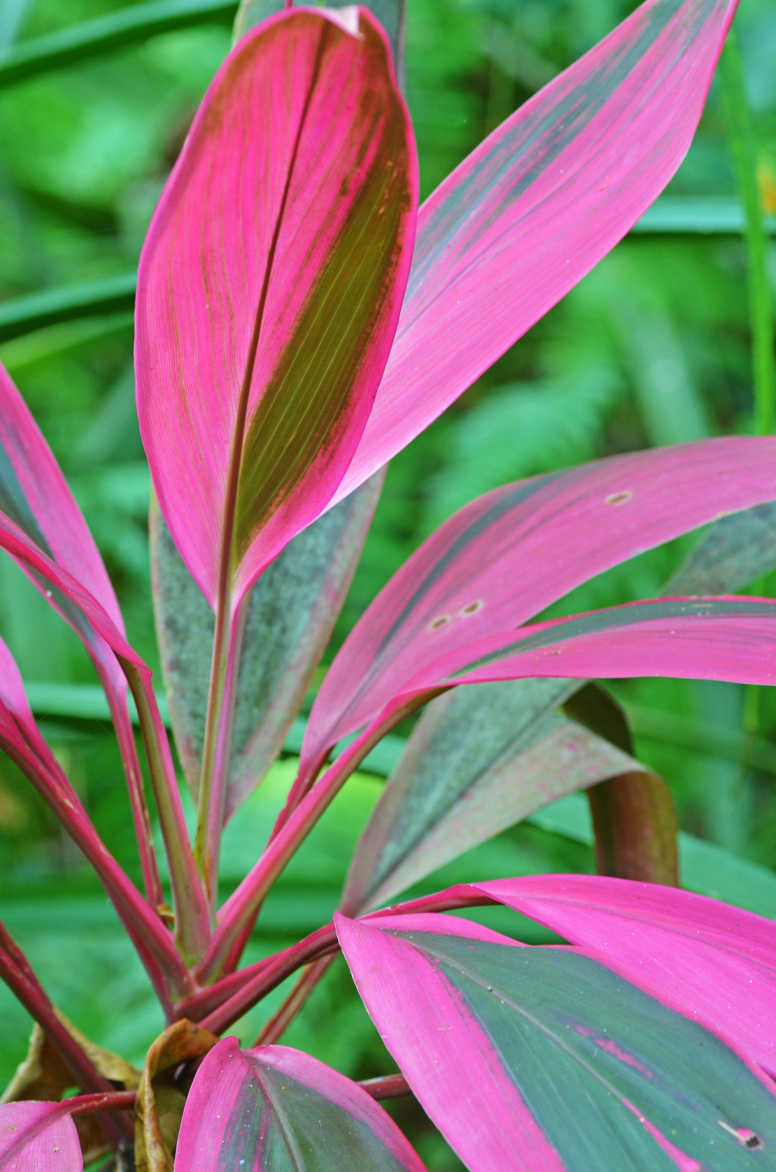 Cordyline: Vibrant Foliage for Your Garden