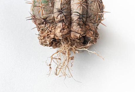 Understanding Root Rot: A Gardener's Guide