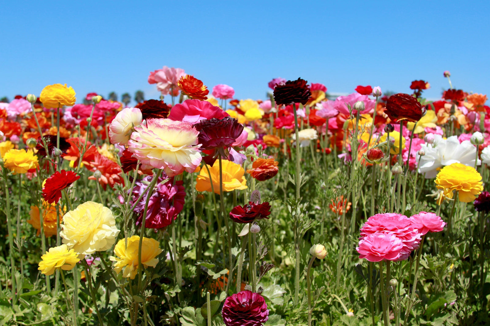 Why Your Plant Isn't Blooming: Troubleshoot and Revive